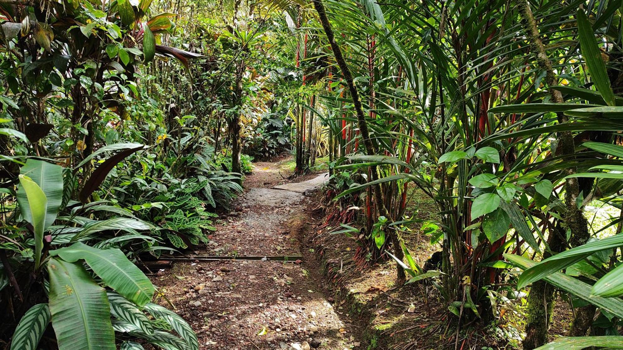 Rio Celeste Nature View Upala Kamer foto